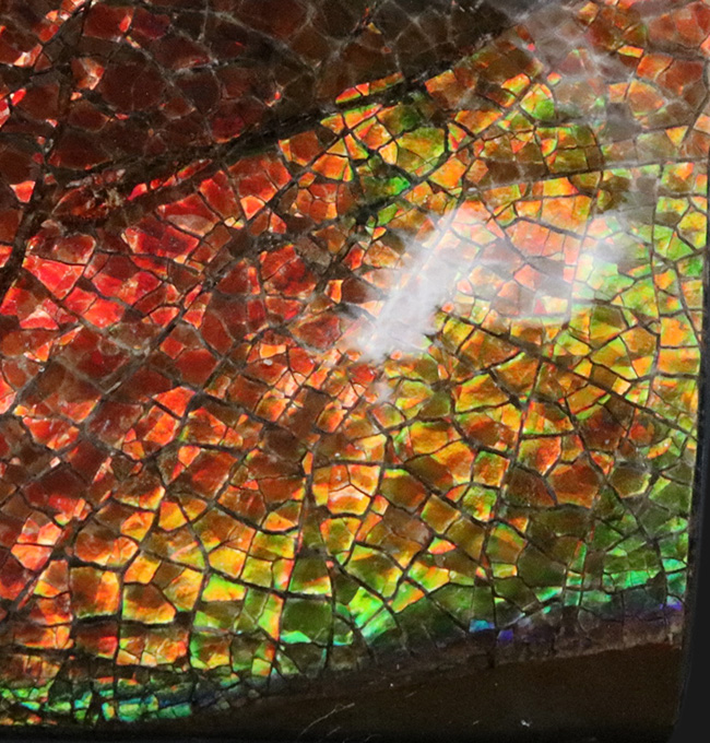 人気のドラゴンスキン!フルスペクトルのグラデーションが見られる、美しきアンモライト(Ammolite)のピース(その8)