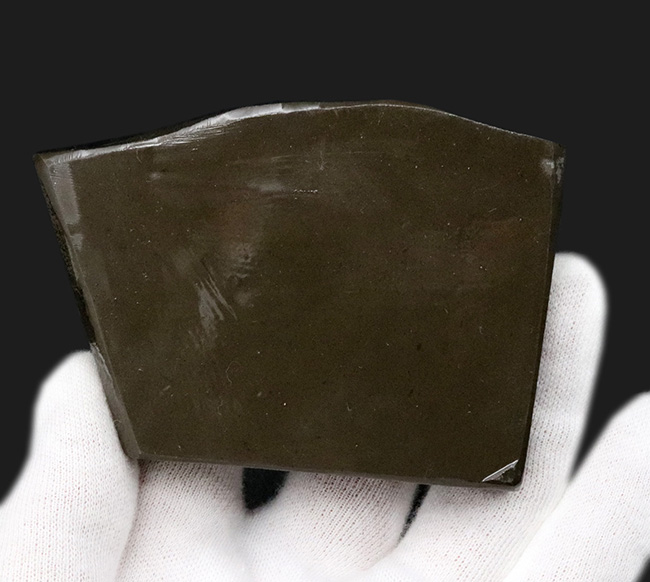 人気のドラゴンスキン!フルスペクトルのグラデーションが見られる、美しきアンモライト(Ammolite)のピース(その9)