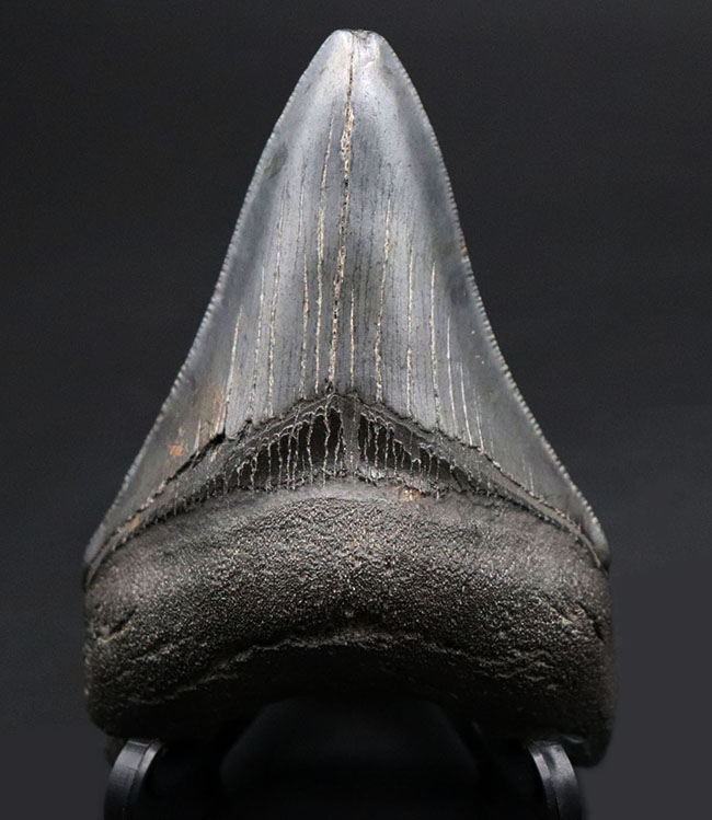 オールナチュラル!圧倒的な保存状態を誇るメガロドン(Carcharocles megalodon)の歯化石(その1)