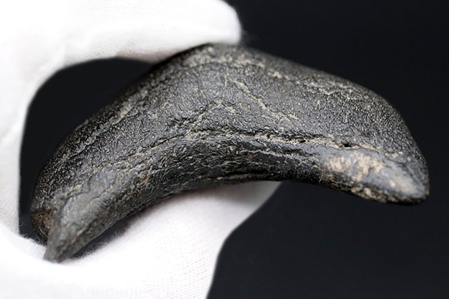 オールナチュラル！圧倒的な保存状態を誇るメガロドン（Carcharocles megalodon）の歯化石（その10）
