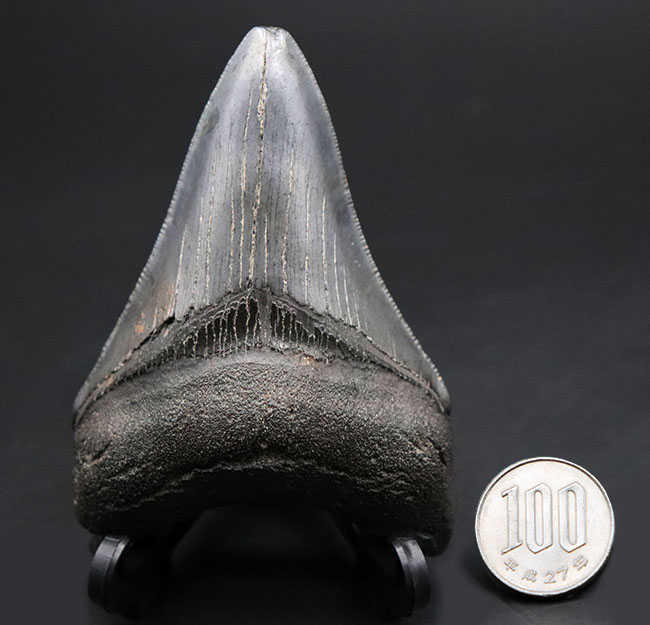 オールナチュラル!圧倒的な保存状態を誇るメガロドン(Carcharocles megalodon)の歯化石(その11)