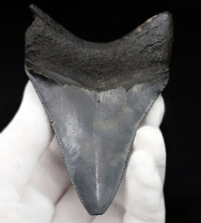 オールナチュラル!圧倒的な保存状態を誇るメガロドン(Carcharocles megalodon)の歯化石(その2)