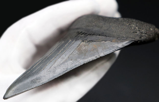 オールナチュラル!圧倒的な保存状態を誇るメガロドン(Carcharocles megalodon)の歯化石(その4)