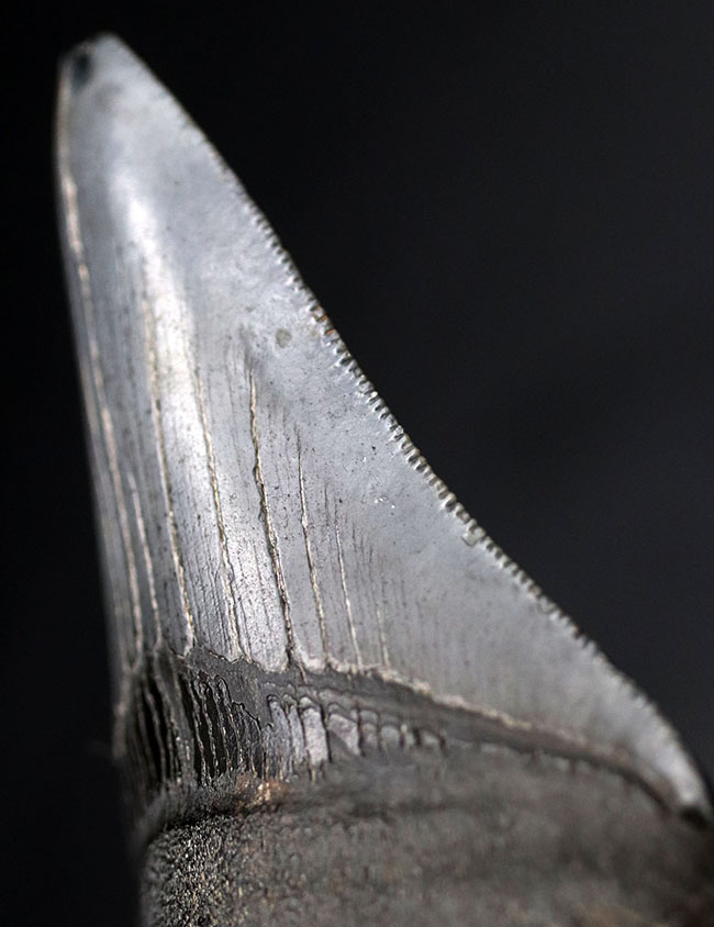 オールナチュラル!圧倒的な保存状態を誇るメガロドン(Carcharocles megalodon)の歯化石(その5)