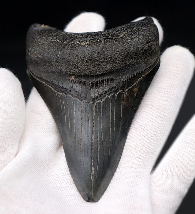 オールナチュラル!圧倒的な保存状態を誇るメガロドン(Carcharocles megalodon)の歯化石(その6)