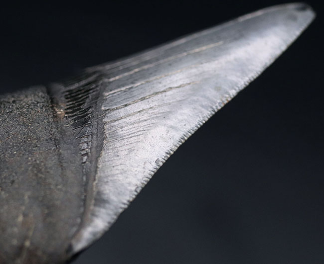 オールナチュラル!圧倒的な保存状態を誇るメガロドン(Carcharocles megalodon)の歯化石(その7)