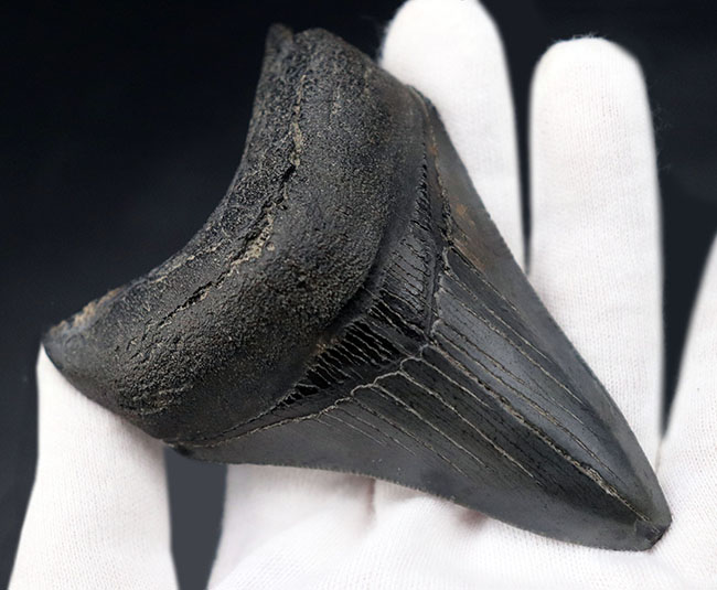オールナチュラル!圧倒的な保存状態を誇るメガロドン(Carcharocles megalodon)の歯化石(その8)