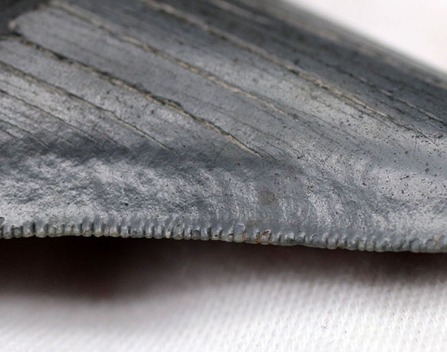 オールナチュラル！圧倒的な保存状態を誇るメガロドン（Carcharocles megalodon）の歯化石（その9）