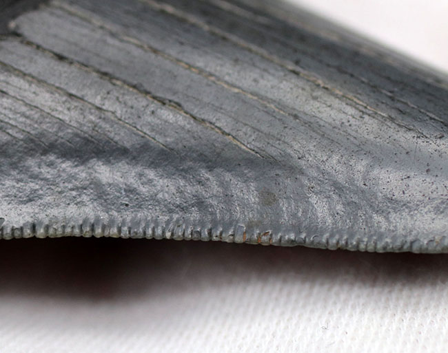 オールナチュラル!圧倒的な保存状態を誇るメガロドン(Carcharocles megalodon)の歯化石(その9)