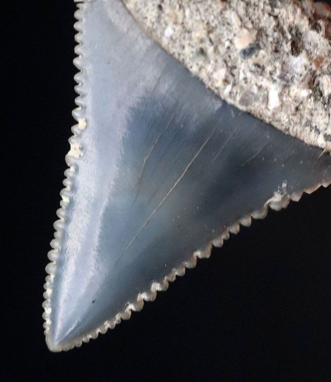 レア！国産サメの歯化石。セレーション、エナメル質ともに極めて良好な保存状態を示しています（その1）
