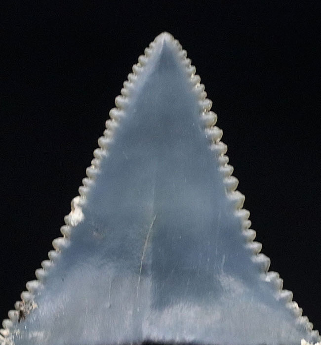 レア！国産サメの歯化石。セレーション、エナメル質ともに極めて良好な保存状態を示しています（その3）