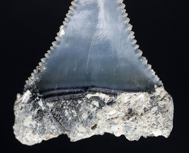 レア！国産サメの歯化石。セレーション、エナメル質ともに極めて良好な保存状態を示しています（その4）