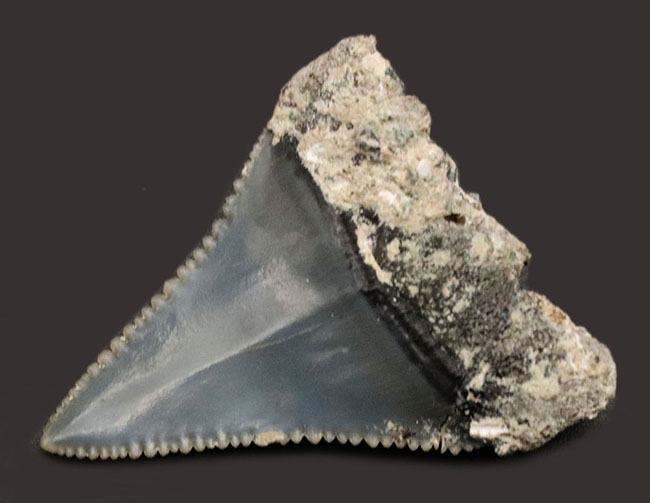 レア！国産サメの歯化石。セレーション、エナメル質ともに極めて良好な保存状態を示しています（その5）