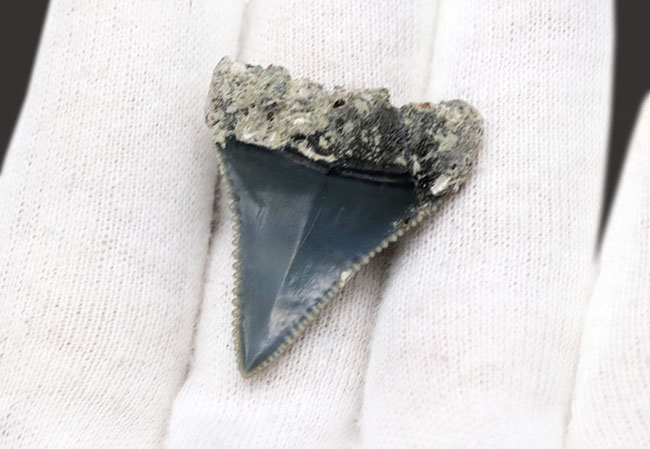 レア！国産サメの歯化石。セレーション、エナメル質ともに極めて良好な保存状態を示しています（その7）