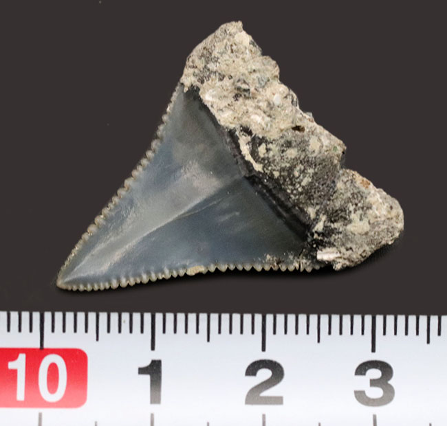 レア！国産サメの歯化石。セレーション、エナメル質ともに極めて良好な保存状態を示しています（その8）