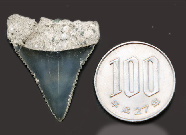 レア！国産サメの歯化石。セレーション、エナメル質ともに極めて良好な保存状態を示しています（その9）