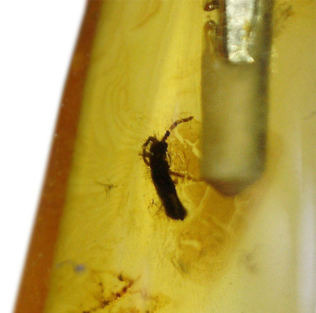 リトリアニンゴールド！愛らしいサイズの虫を内包したバルト海産琥珀（Amber）を使ったペンダントトップ（シルバーチェーン、高級ジュエリーケース付き。）（その5）
