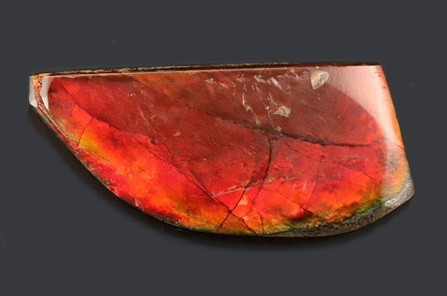 生物起源の宝石、アンモライト(Ammolite)ならではの濃い「朱色」を呈する、上質のピース(その1)