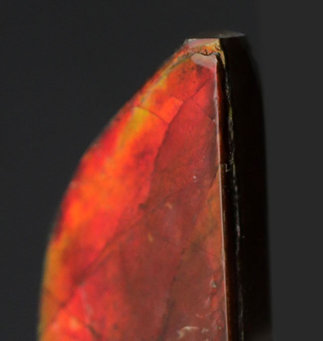 生物起源の宝石、アンモライト(Ammolite)ならではの濃い「朱色」を呈する、上質のピース(その6)