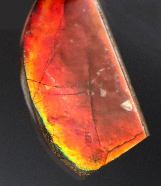 生物起源の宝石、アンモライト(Ammolite)ならではの濃い「朱色」を呈する、上質のピース(その7)