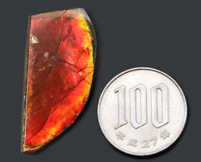 生物起源の宝石、アンモライト(Ammolite)ならではの濃い「朱色」を呈する、上質のピース(その9)
