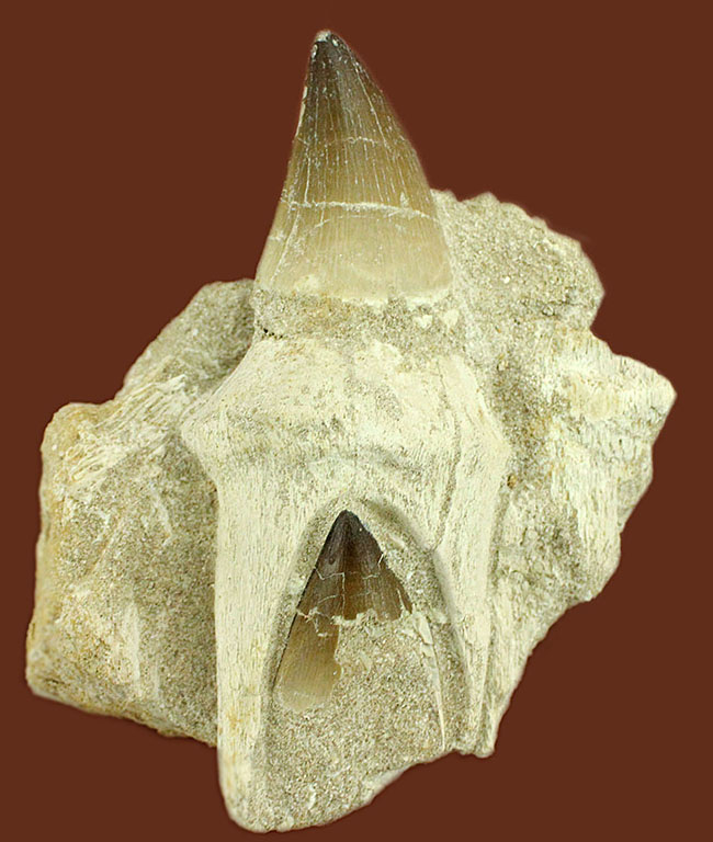 レア!デンタルバッテリーの教科書的標本!最強のモササウルスことプログナソドン(Prognathodon)の歯化石。(その1)