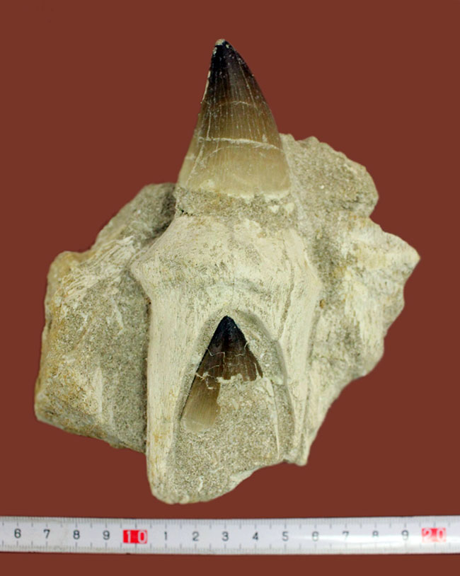 レア!デンタルバッテリーの教科書的標本!最強のモササウルスことプログナソドン(Prognathodon)の歯化石。(その10)