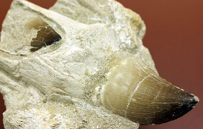 レア！デンタルバッテリーの教科書的標本！最強のモササウルスことプログナソドン（Prognathodon）の歯化石。（その11）
