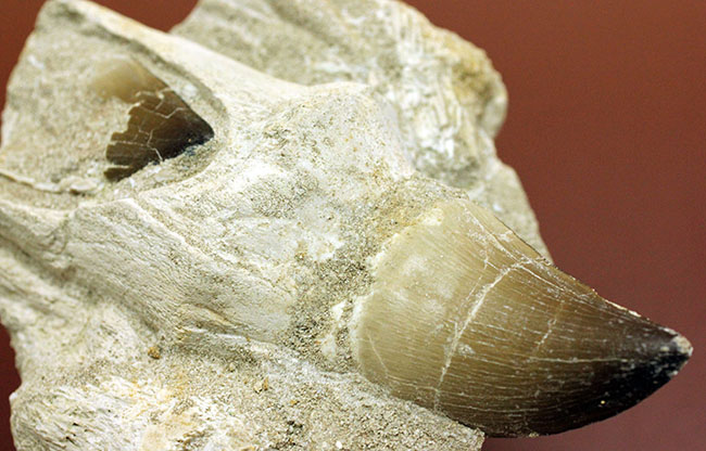 レア!デンタルバッテリーの教科書的標本!最強のモササウルスことプログナソドン(Prognathodon)の歯化石。(その11)
