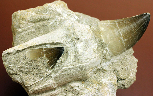 レア!デンタルバッテリーの教科書的標本!最強のモササウルスことプログナソドン(Prognathodon)の歯化石。(その12)
