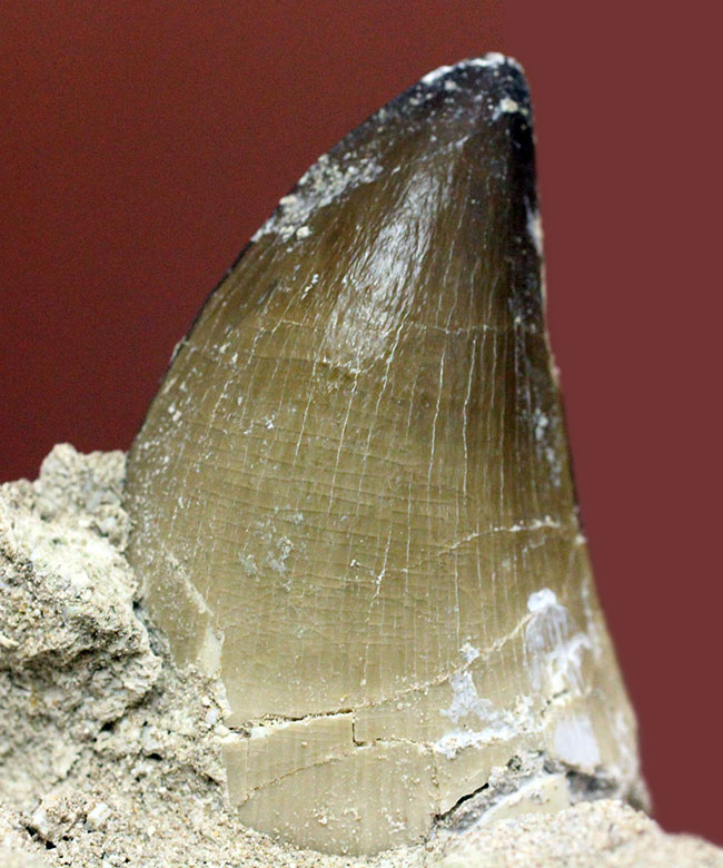 レア!デンタルバッテリーの教科書的標本!最強のモササウルスことプログナソドン(Prognathodon)の歯化石。(その13)