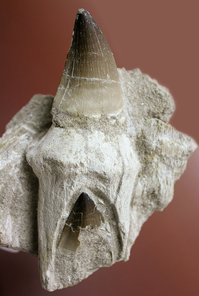 レア！デンタルバッテリーの教科書的標本！最強のモササウルスことプログナソドン（Prognathodon）の歯化石。（その14）