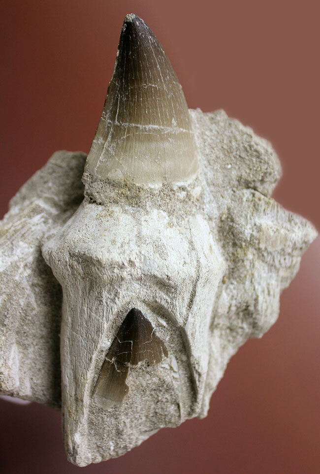 レア!デンタルバッテリーの教科書的標本!最強のモササウルスことプログナソドン(Prognathodon)の歯化石。(その14)