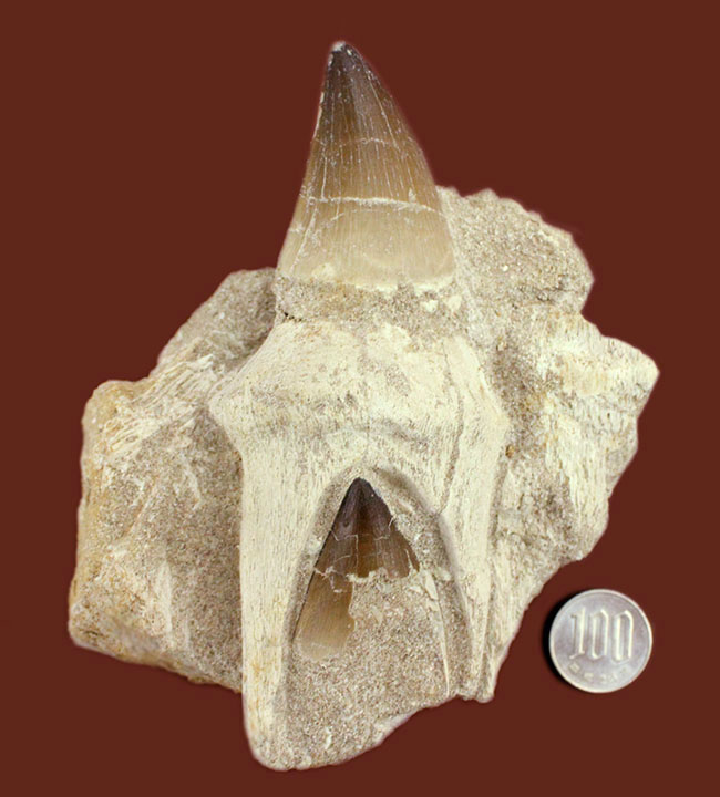 レア!デンタルバッテリーの教科書的標本!最強のモササウルスことプログナソドン(Prognathodon)の歯化石。(その15)