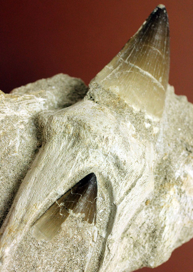 レア！デンタルバッテリーの教科書的標本！最強のモササウルスことプログナソドン（Prognathodon）の歯化石。（その2）