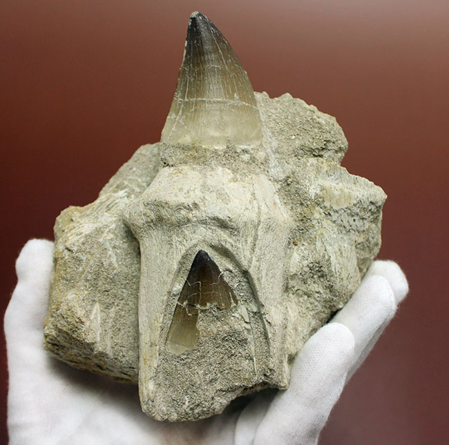 レア!デンタルバッテリーの教科書的標本!最強のモササウルスことプログナソドン(Prognathodon)の歯化石。(その6)