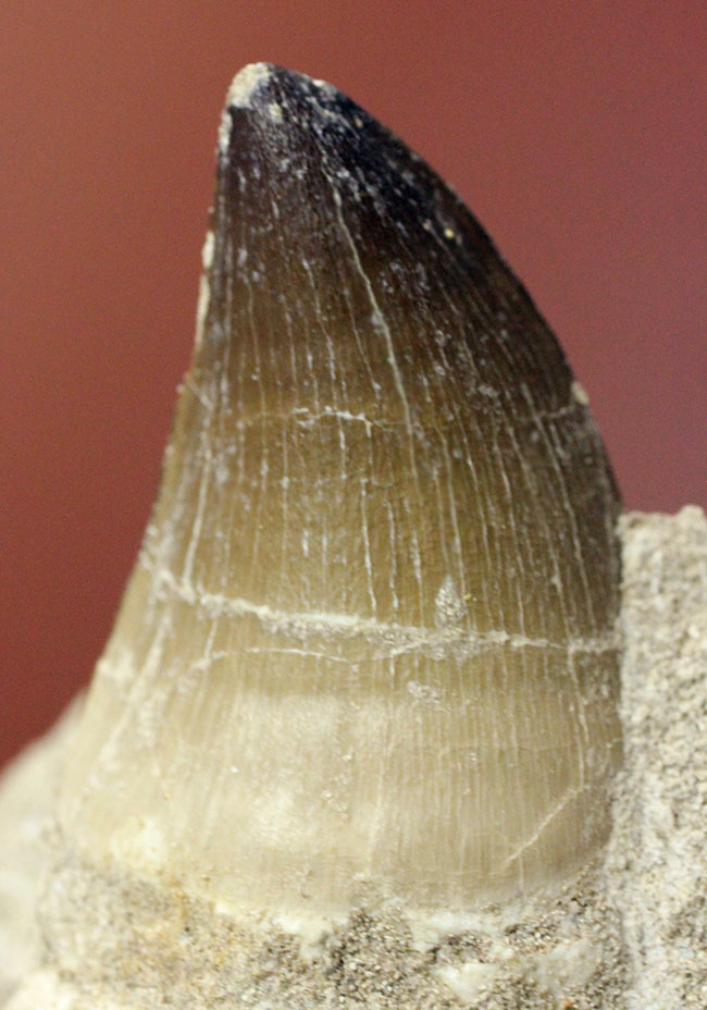 レア!デンタルバッテリーの教科書的標本!最強のモササウルスことプログナソドン(Prognathodon)の歯化石。(その7)