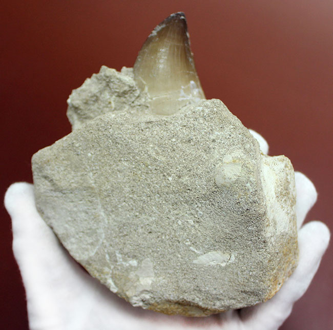 レア!デンタルバッテリーの教科書的標本!最強のモササウルスことプログナソドン(Prognathodon)の歯化石。(その8)