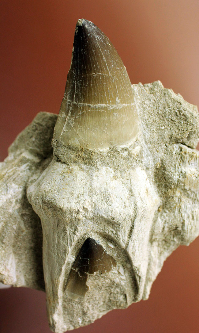 レア!デンタルバッテリーの教科書的標本!最強のモササウルスことプログナソドン(Prognathodon)の歯化石。(その9)