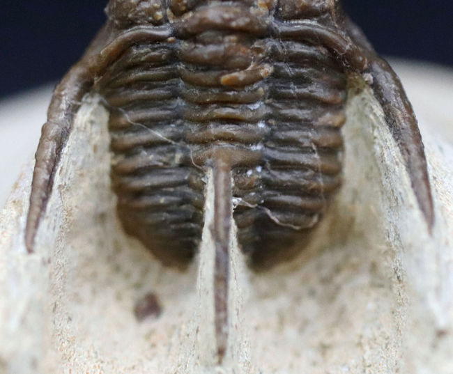 ３本の棘が特徴的な人気のモロッコ産三葉虫、キファスピス（Cyphaspis boutscharafinense）（その3）