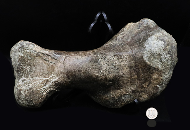 サイズ、迫力、保存状態、希少性、どれをとっても博物館級！恐竜ファンなら知らぬ者は居ないであろう、アンキロサウルス科（Ankylosauridae）の恐竜の上腕骨の化石（その10）