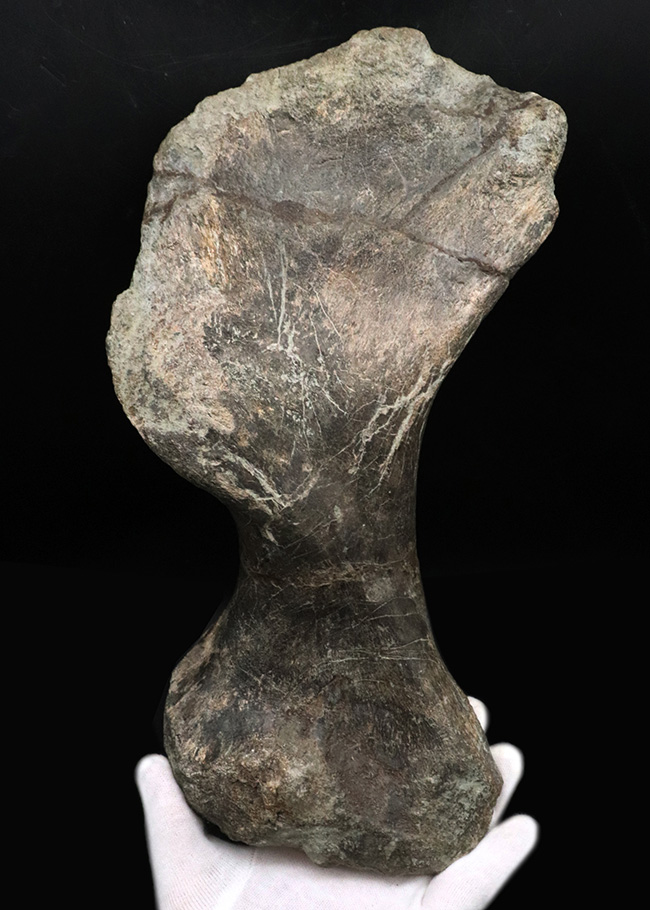 サイズ、迫力、保存状態、希少性、どれをとっても博物館級！恐竜ファン