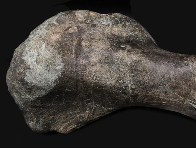 サイズ、迫力、保存状態、希少性、どれをとっても博物館級！恐竜ファンなら知らぬ者は居ないであろう、アンキロサウルス科（Ankylosauridae）の恐竜の上腕骨の化石（その4）