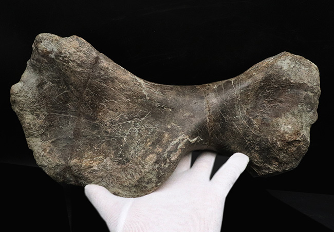 サイズ、迫力、保存状態、希少性、どれをとっても博物館級！恐竜ファン