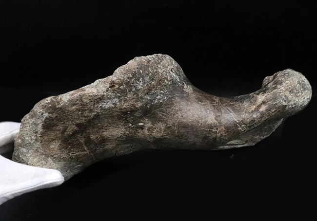 サイズ、迫力、保存状態、希少性、どれをとっても博物館級！恐竜ファン