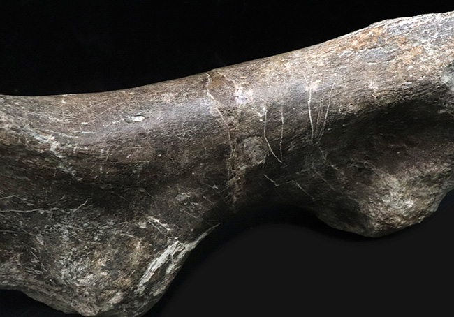 サイズ、迫力、保存状態、希少性、どれをとっても博物館級！恐竜ファンなら知らぬ者は居ないであろう、アンキロサウルス科（Ankylosauridae）の恐竜の上腕骨の化石（その8）