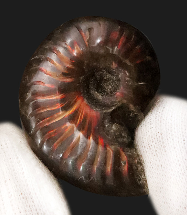 美品！非常に美しい遊色をまとった、マダガスカル産アンモナイト「クレオニセラス（Cleoniceras）」（その1）