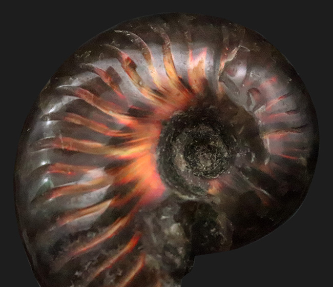 美品！非常に美しい遊色をまとった、マダガスカル産アンモナイト「クレオニセラス（Cleoniceras）」（その2）