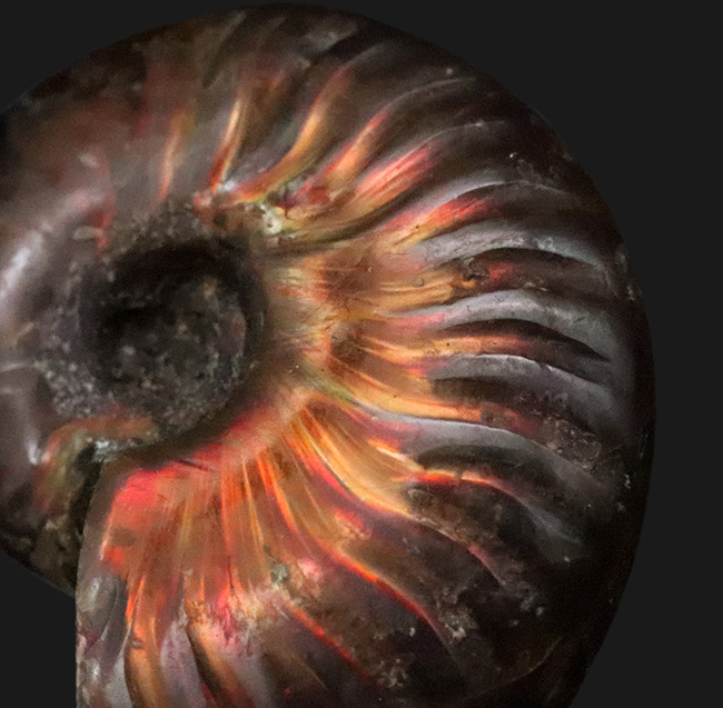 美品！非常に美しい遊色をまとった、マダガスカル産アンモナイト「クレオニセラス（Cleoniceras）」（その4）