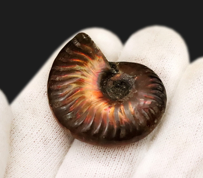 美品！非常に美しい遊色をまとった、マダガスカル産アンモナイト「クレオニセラス（Cleoniceras）」（その5）